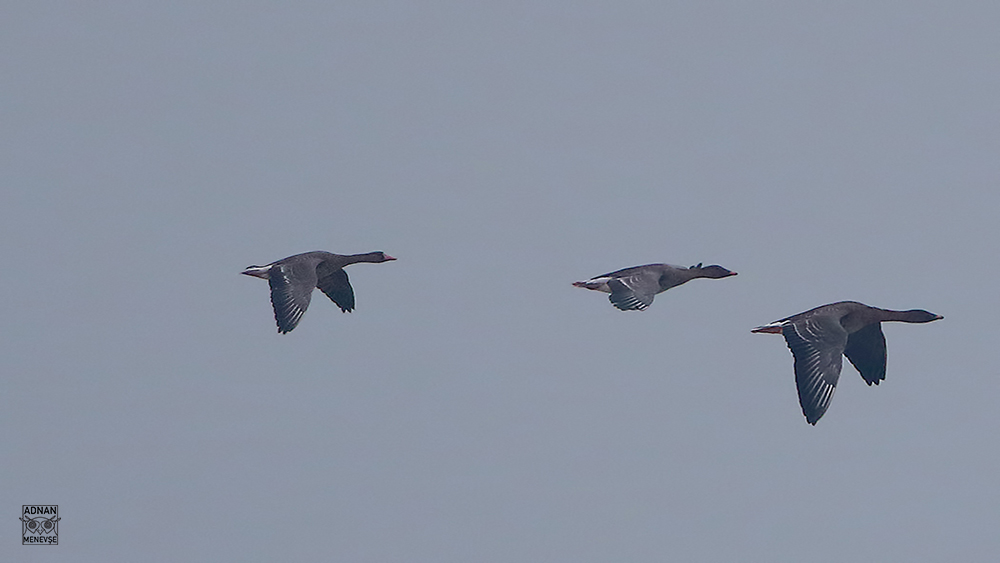 Lesser White-fronted Goose